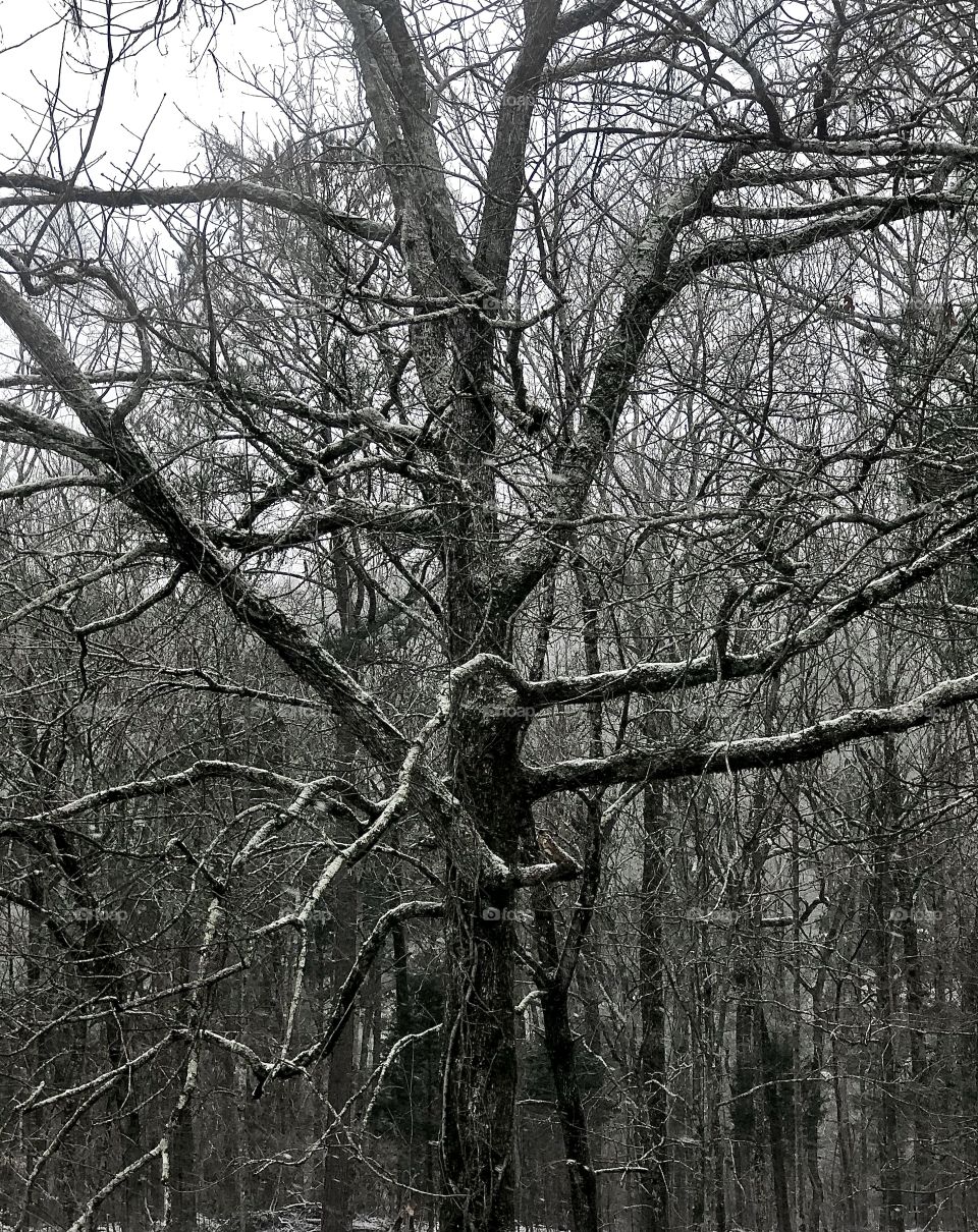 Bare oak tree in winter snowfall in the woods 