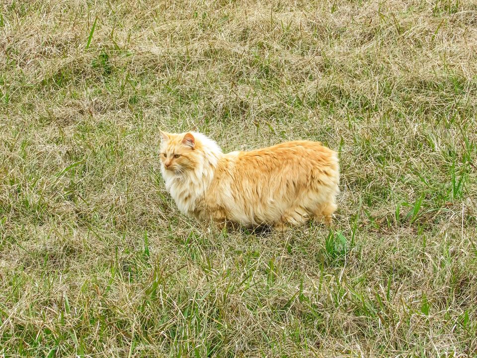 orange tabby manix bobtail cat in grass
