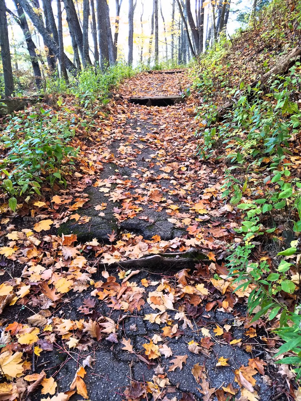 Leafy Path