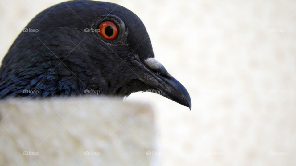 Pigeon #Close up#Natural