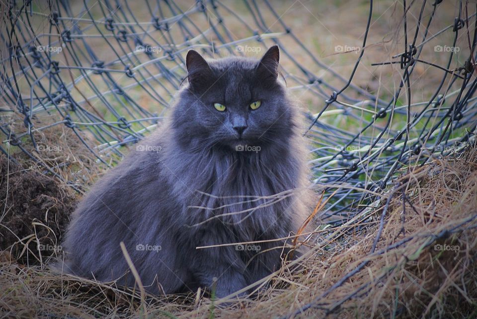 Portrait of a cat