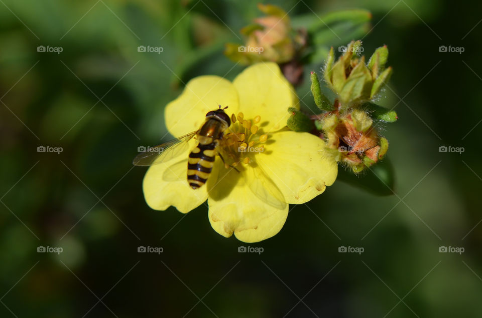 italy yellow plants insects by andyd
