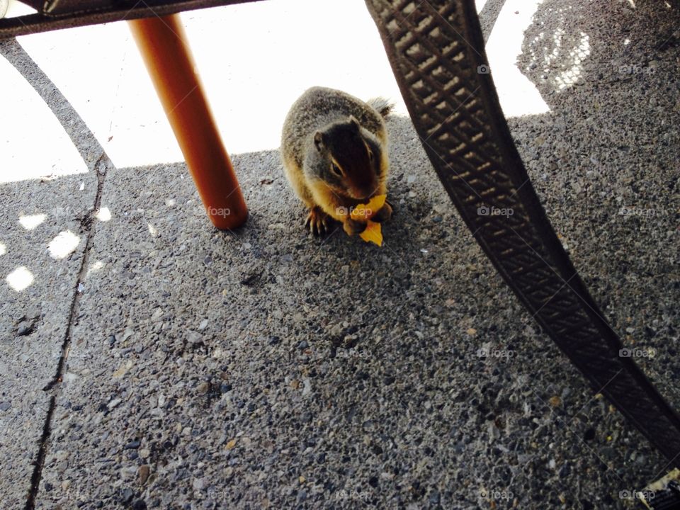 Squirrel enjoying food