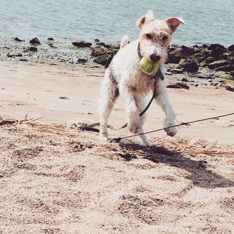 Beach day. Bilbo playing fetch 