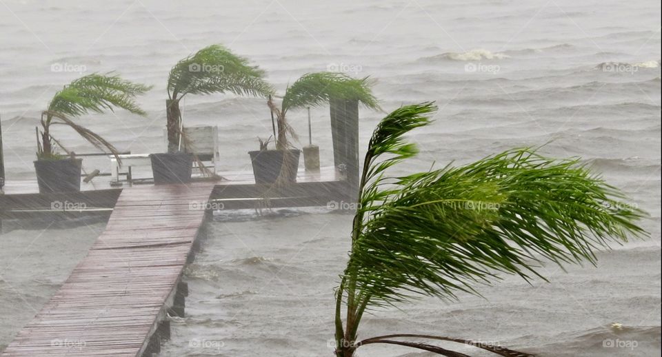 Palm trees blowing in hurricane Irma's wrath
