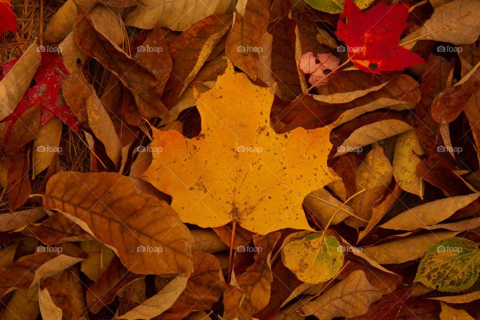 The leaves have fallen! A beautiful yellow maple leaf in amongst other fallen leaves during autumn in New England 2022.