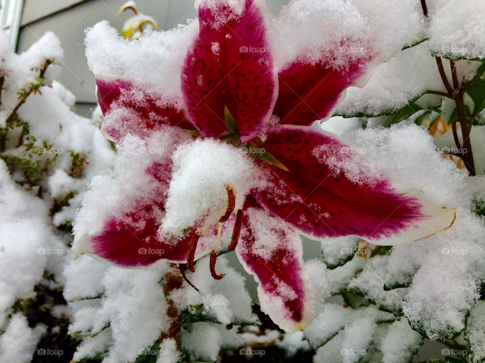 Snow flower 