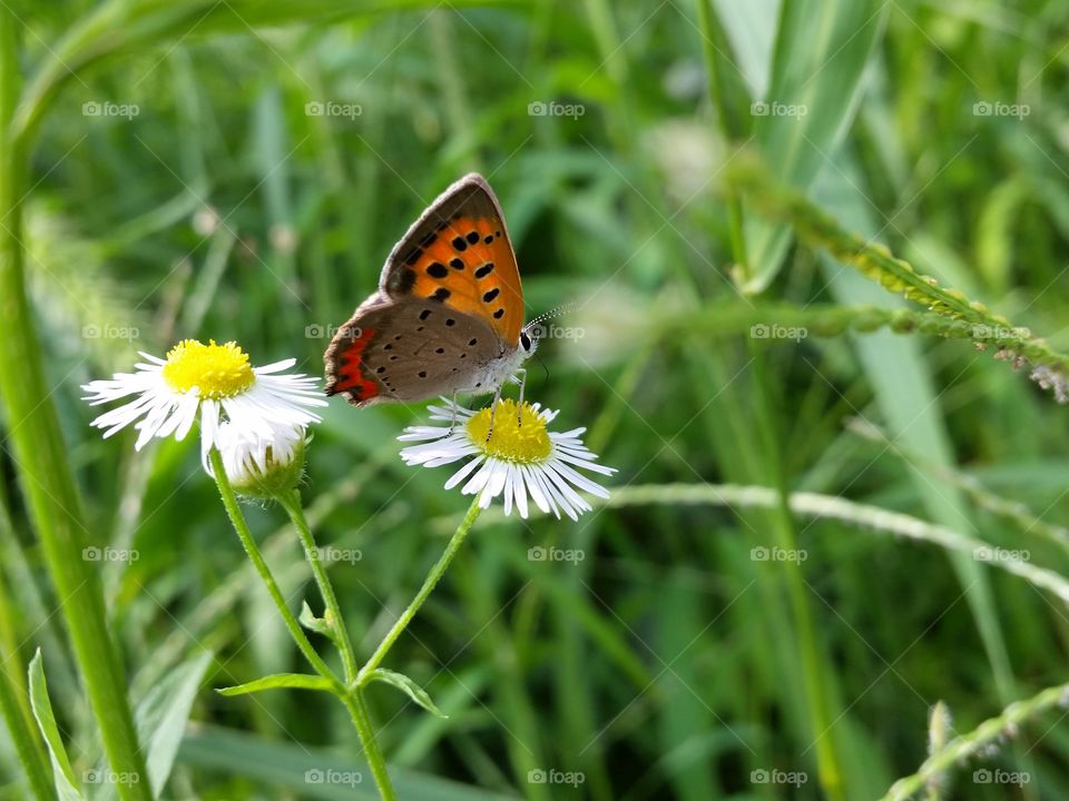 Small Copper