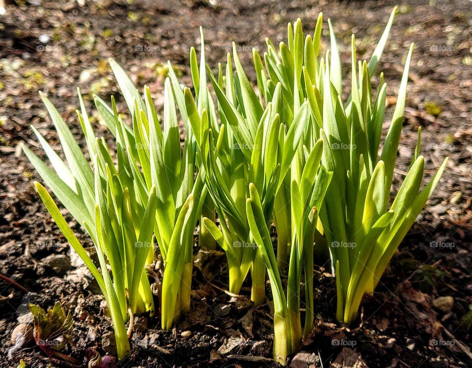 Spring time 💚 Sunny day 🌞 Plants💚