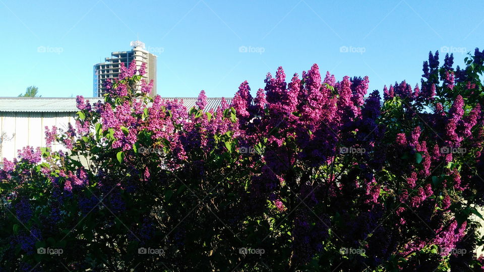 lilac bush