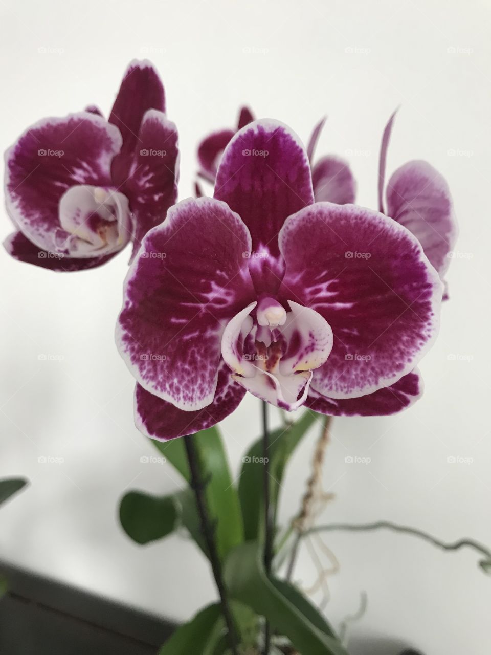 My blooming orchids 