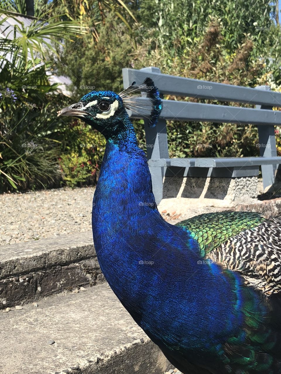 HD Peacock Bird 🦅