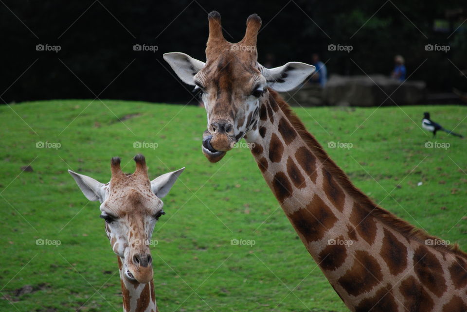 Giraffes mother and daughter