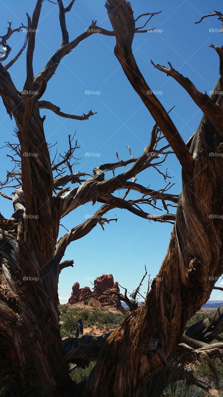 View of dry tree trunk