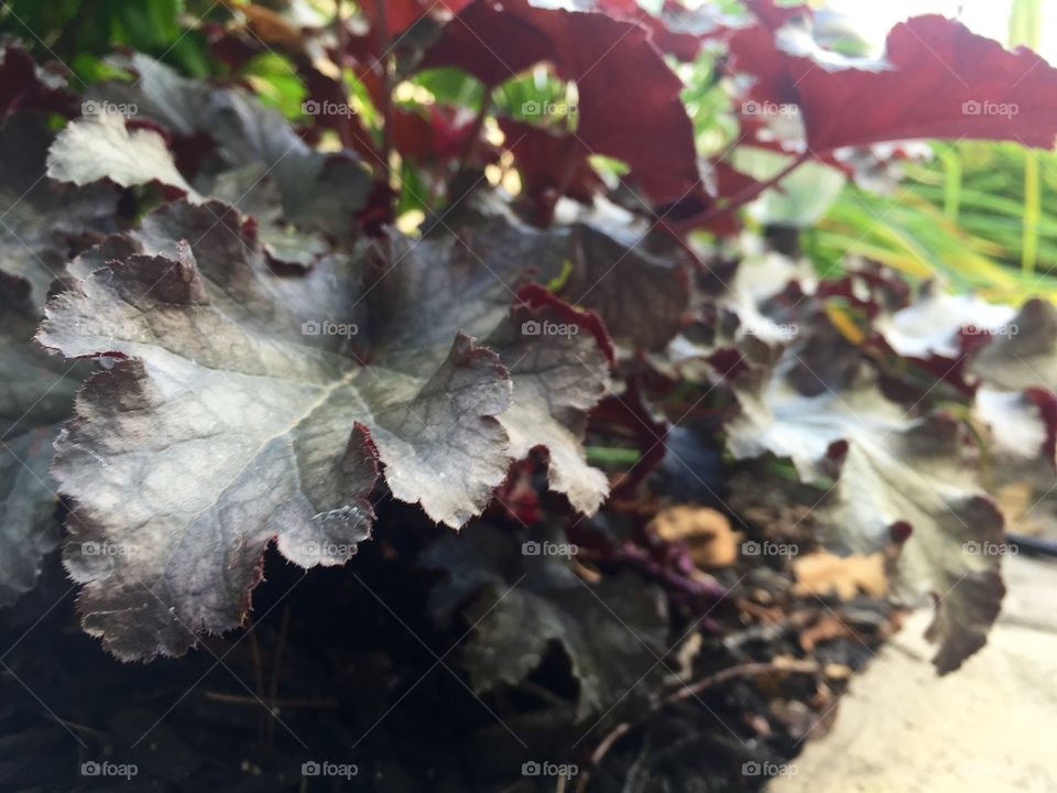 Leaves . Leaves from the ground up