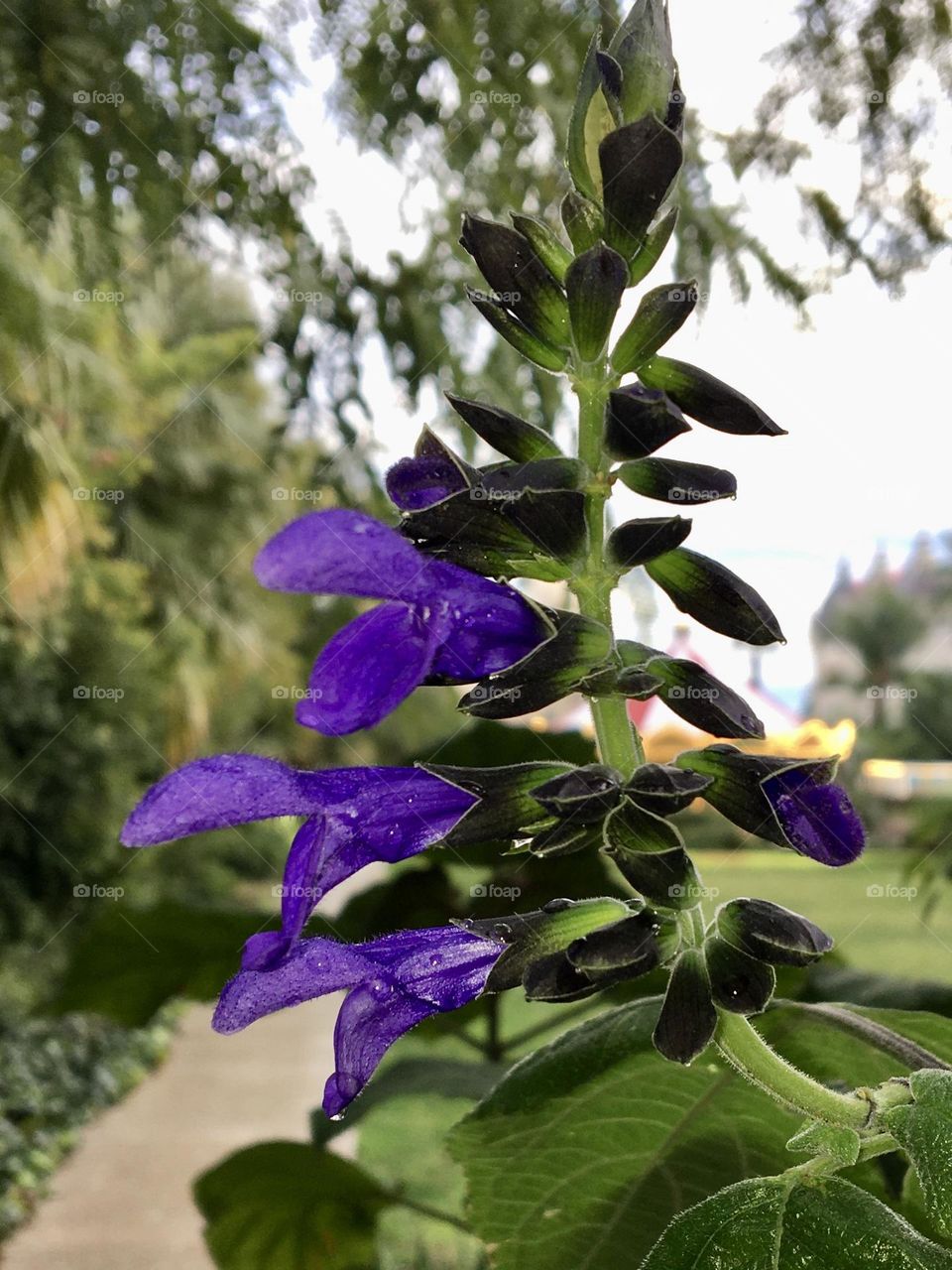 Deep blue flowers on vertical stem in exotic garden