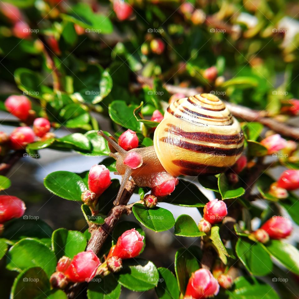 Little snail and flowers