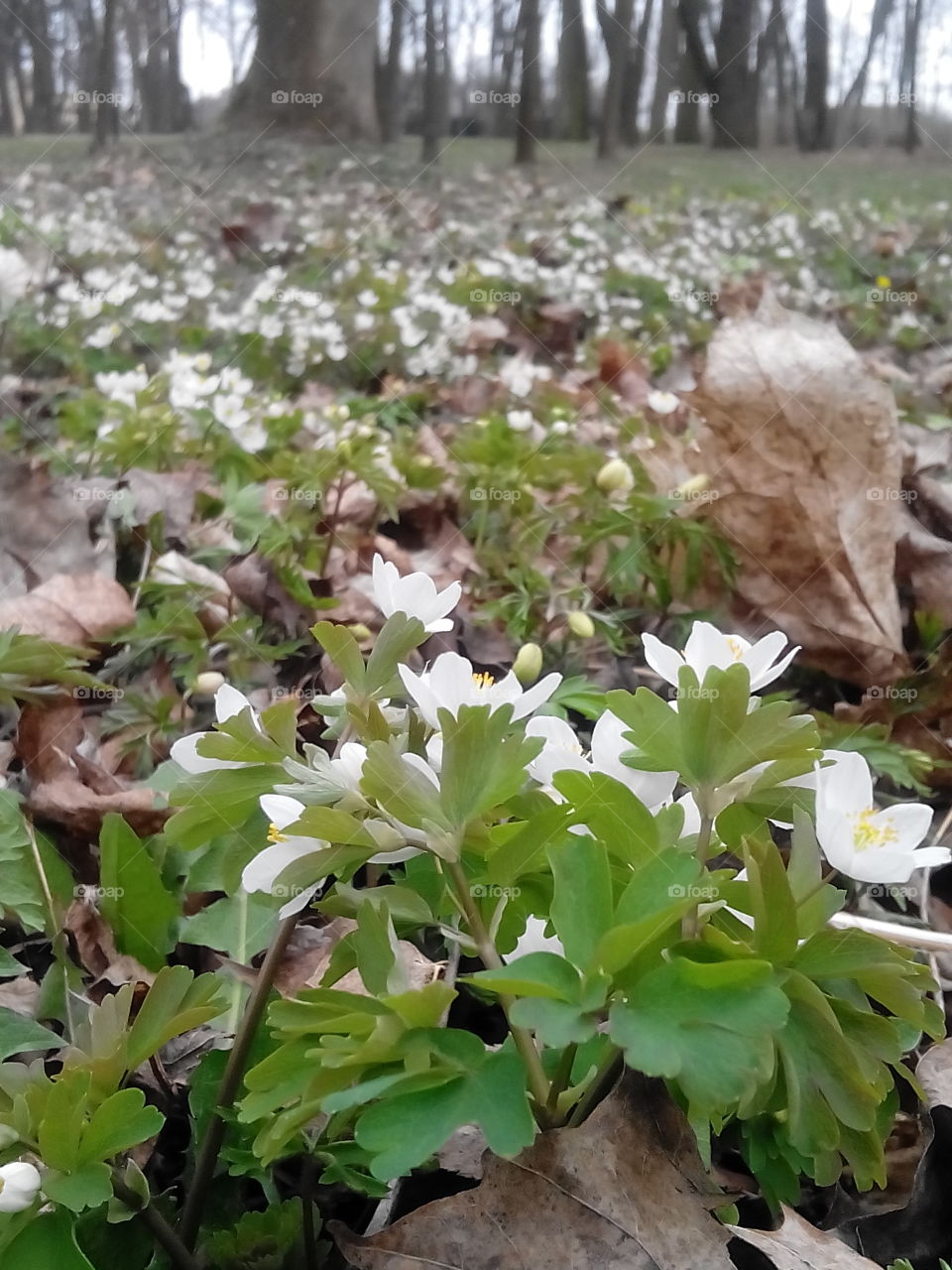 Spring forest . Bye,  bye winter! 