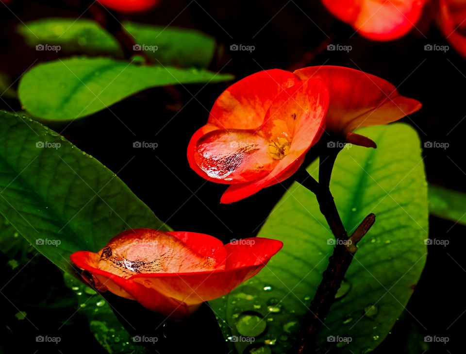 Floral photography - Christ of thorn - dew drop