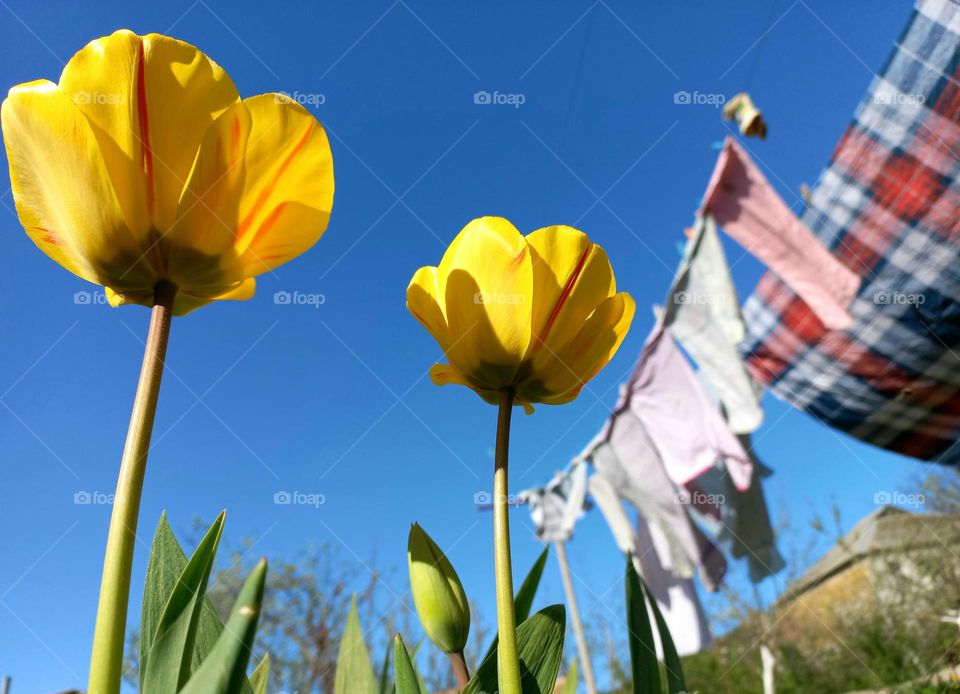 yellow tulips and hanging linen bottom view.