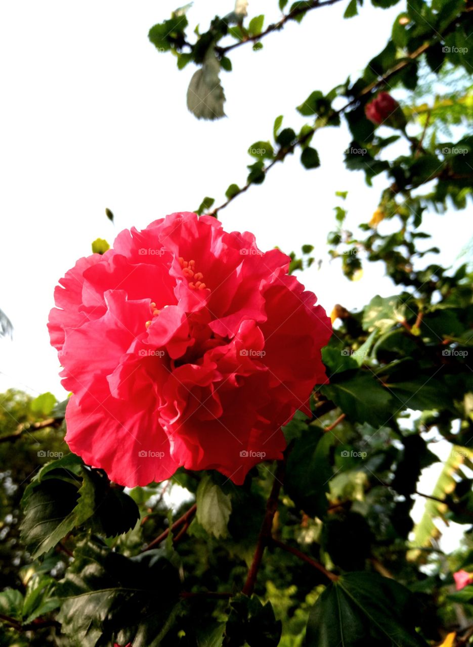 red flower