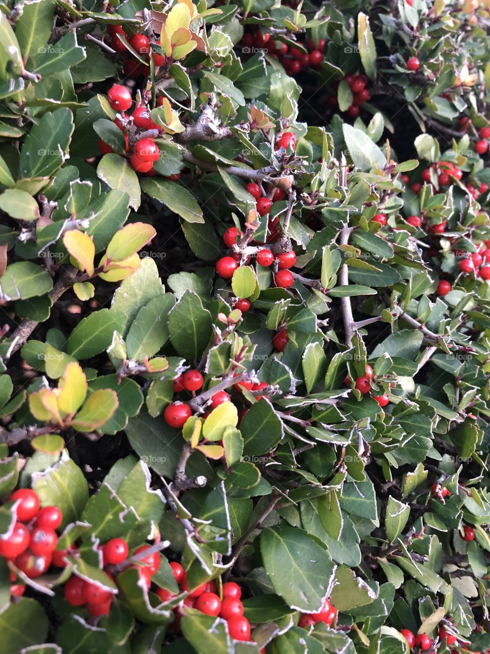 Bright red berries on a vibrant green bush.  