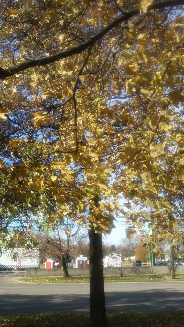 Tree On A Sunny Day