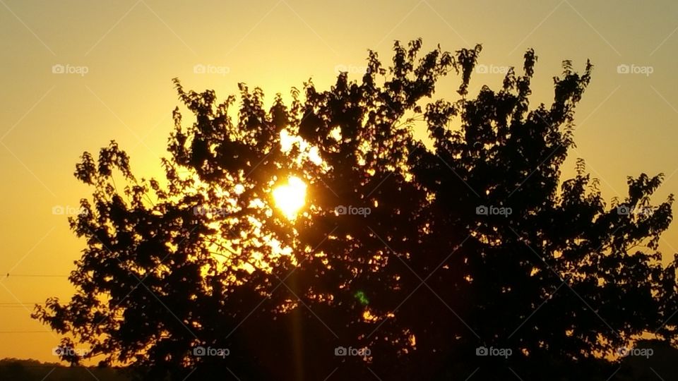 sun through tree bright