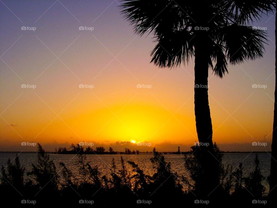 Palm tree sunset in Florida. 