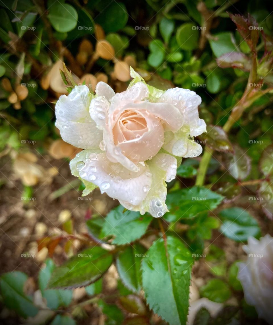 🌹 🇺🇸 Very beautiful flowers to brighten our day.  Live nature and its beauty. Did you like the delicate petals? / 🇧🇷 Flores muito bonitas para alegrar nosso dia. Viva a natureza e sua beleza. Gostaram das pétalas delicadas?