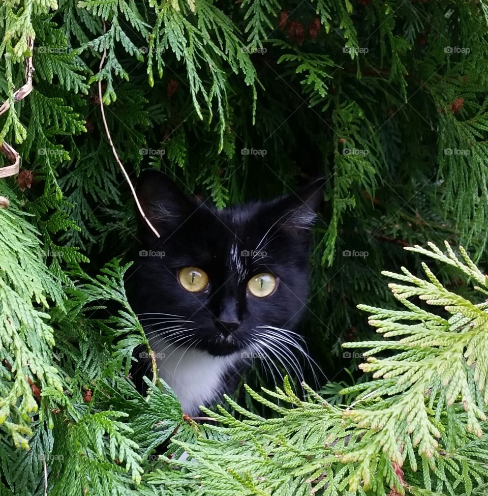 Lookout Luna!. Luna on the lookout amongst the leaves of my fur tree in the garden