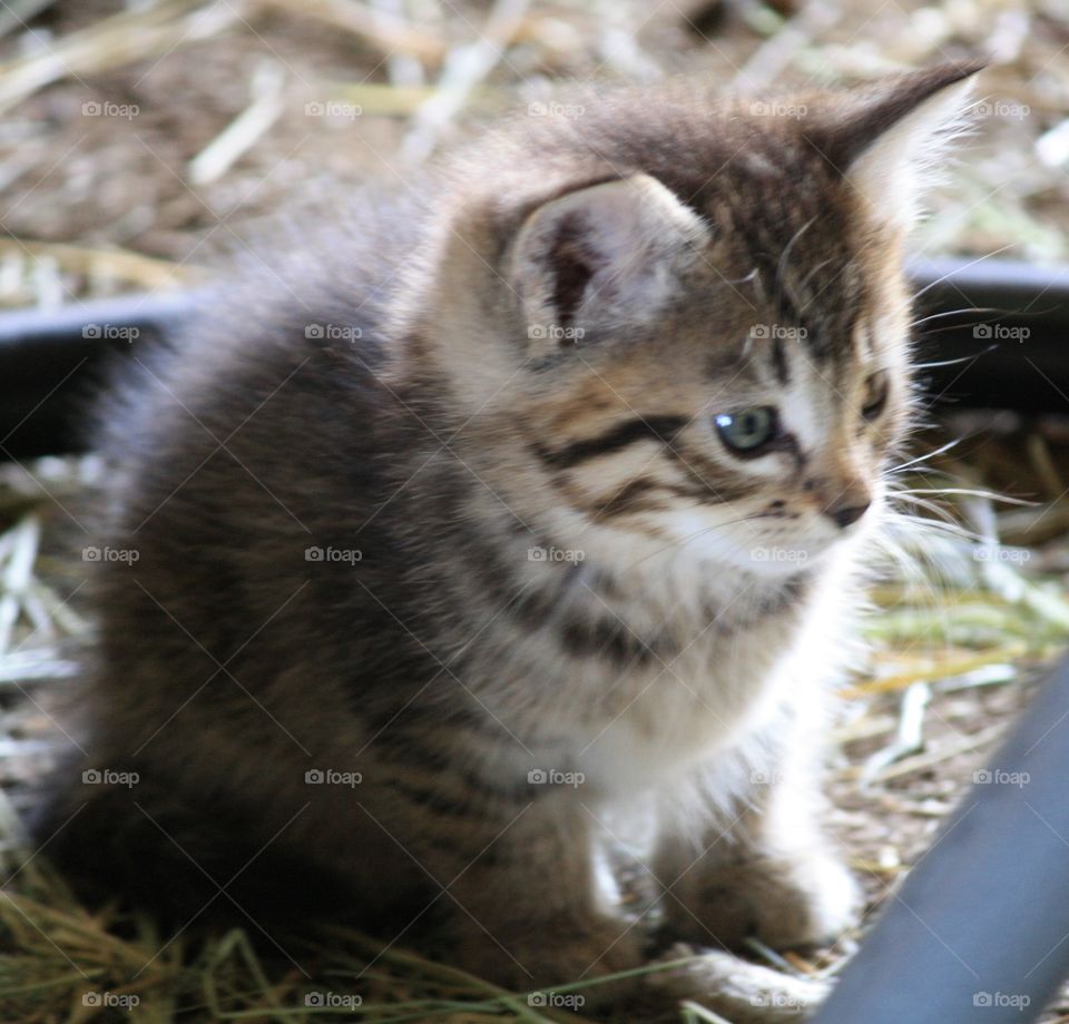 Baby Kitty. Here Kitty, Kitty
