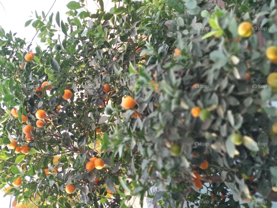orange lemon tree with fruit