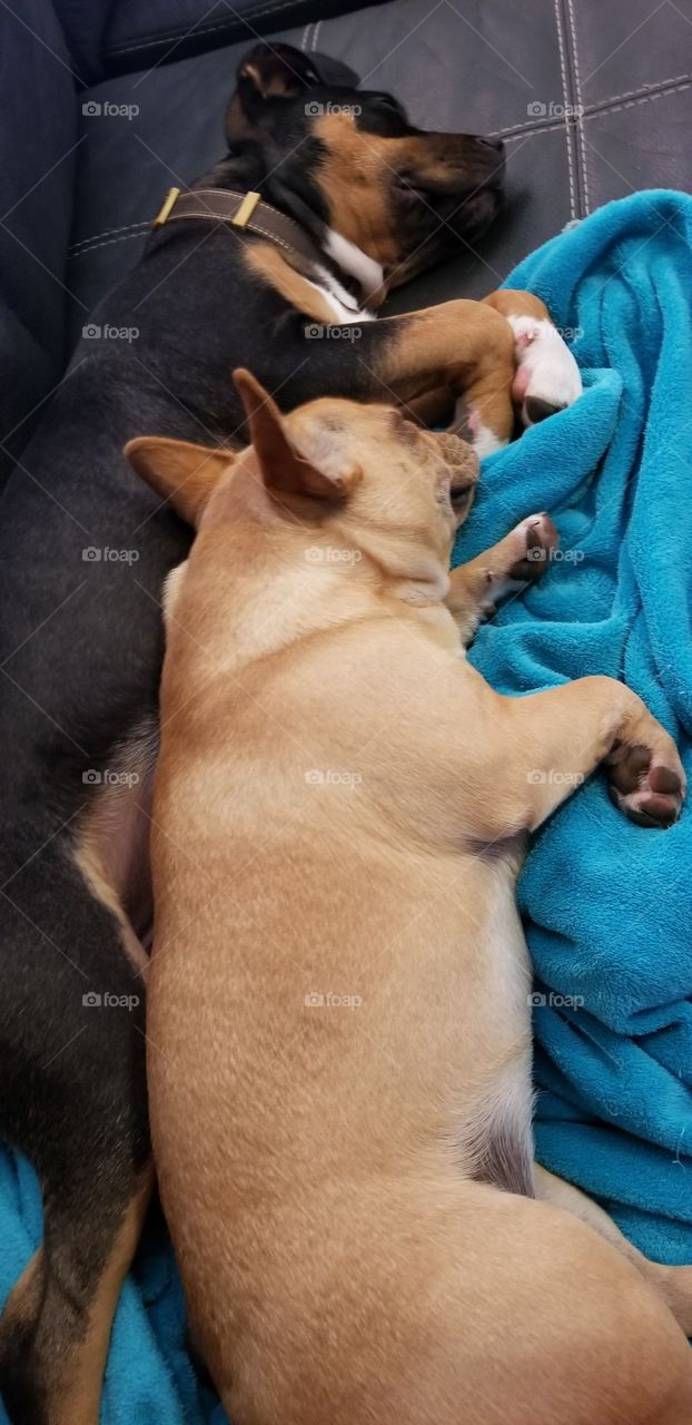 puppies sleeping next to each other