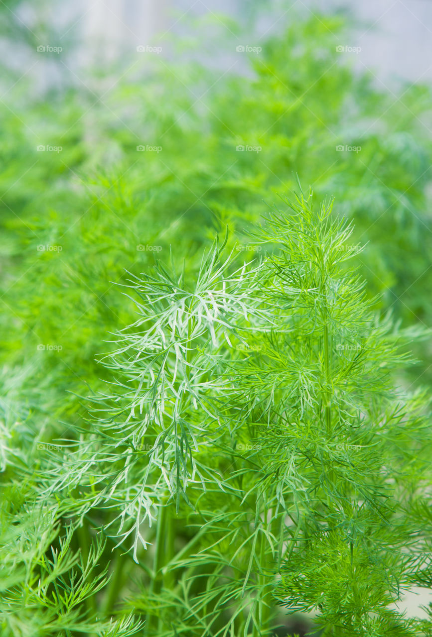 young dill plant