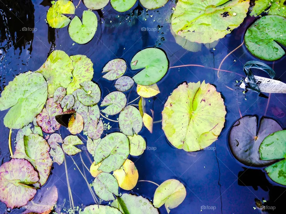 Lily pads