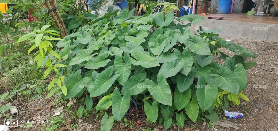 Xanthosoma sagittifolium, the arrowleaf elephant ear, arrowleaf elephant's ear, malanga or American taro, is a species of tropical flowering plant in the genus Xanthosoma, which produces an edible, starchy corm.