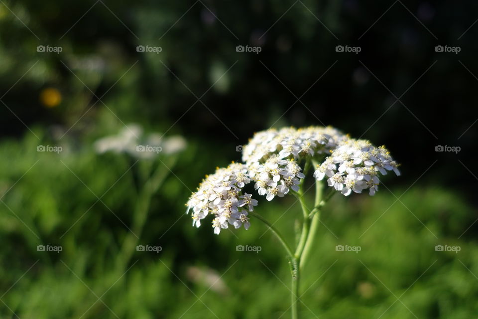 White flower called yarrow