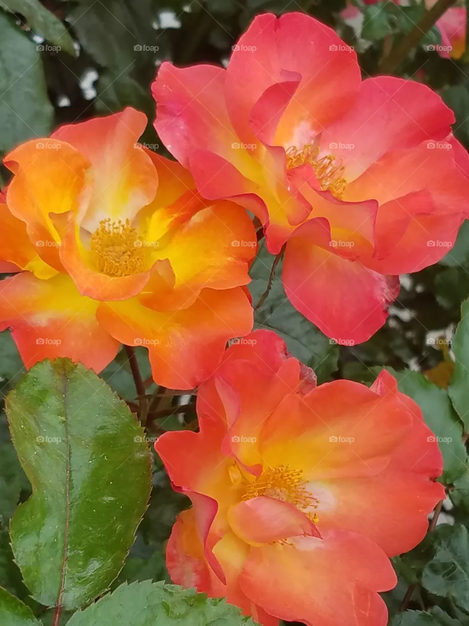 Nature, Flora, Leaf, No Person, Flower