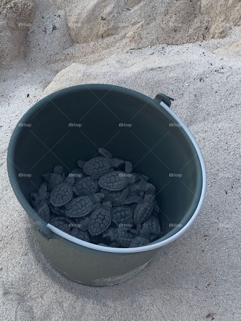 Bucket of baby turtles 