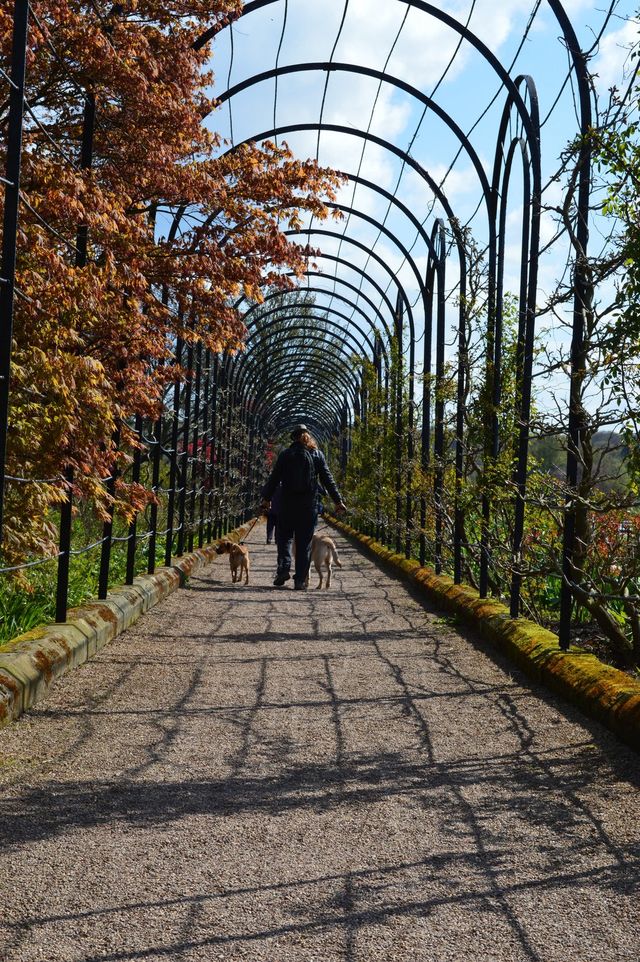 Trentham dog walk 