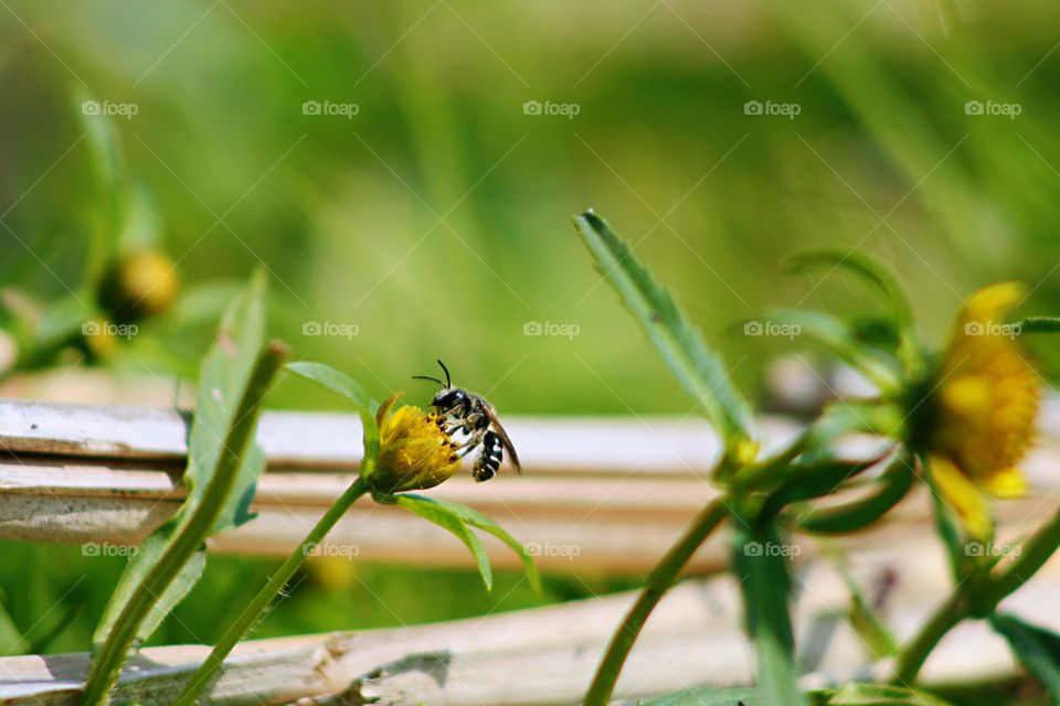 Bee and flower