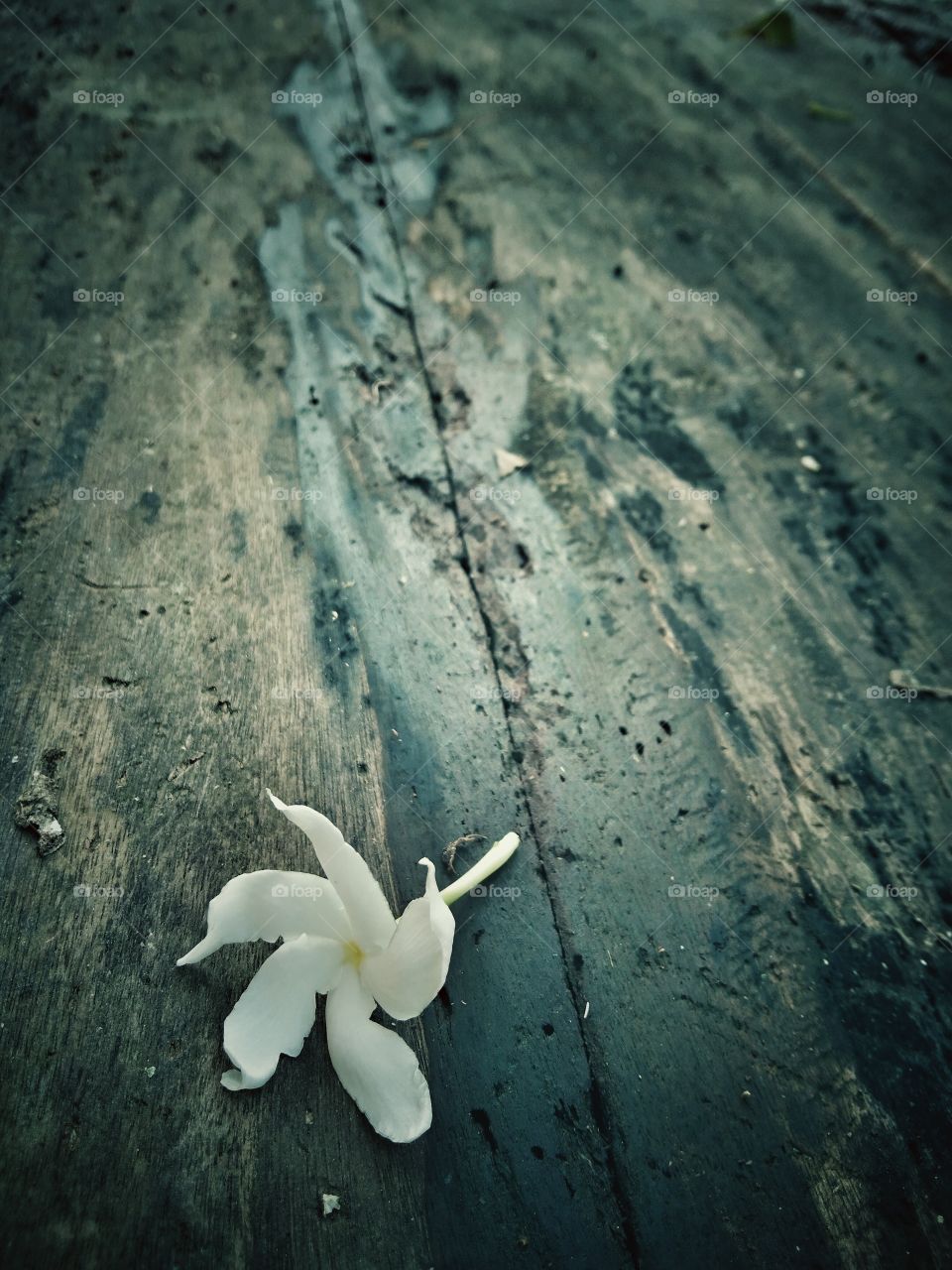 creative click.natural background and one white flower