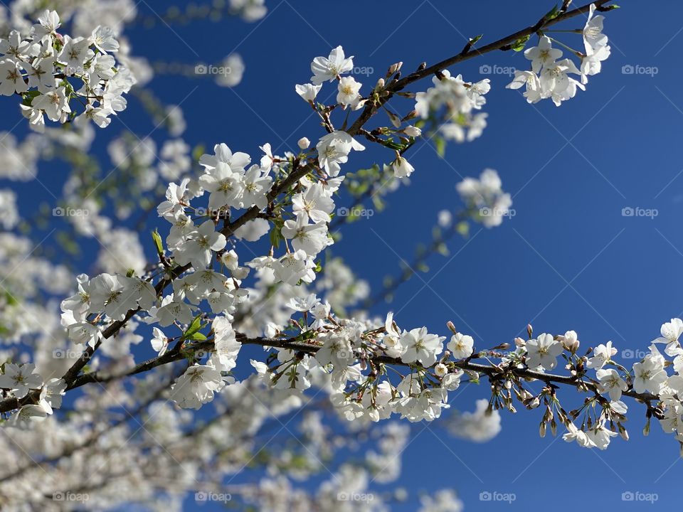 Spring Blossoms