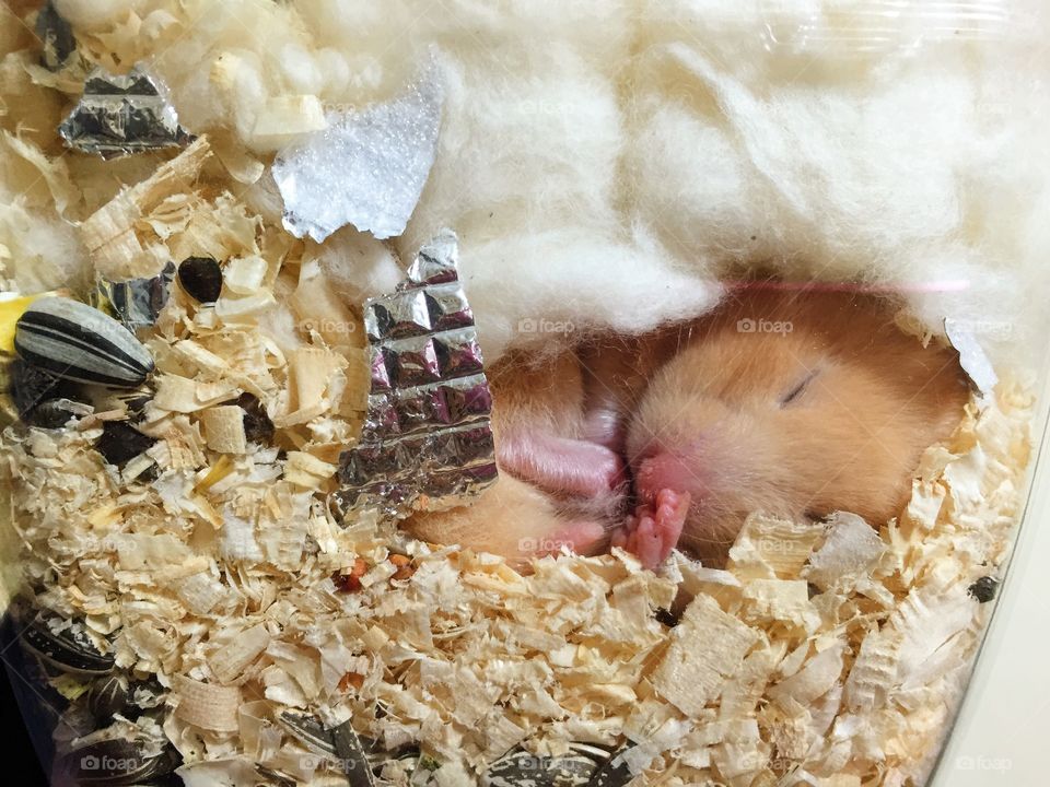 Close-up of hamster sleeping on cage