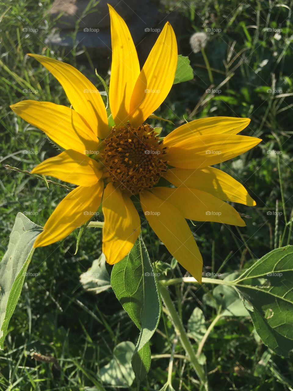 Sunny sunflower 