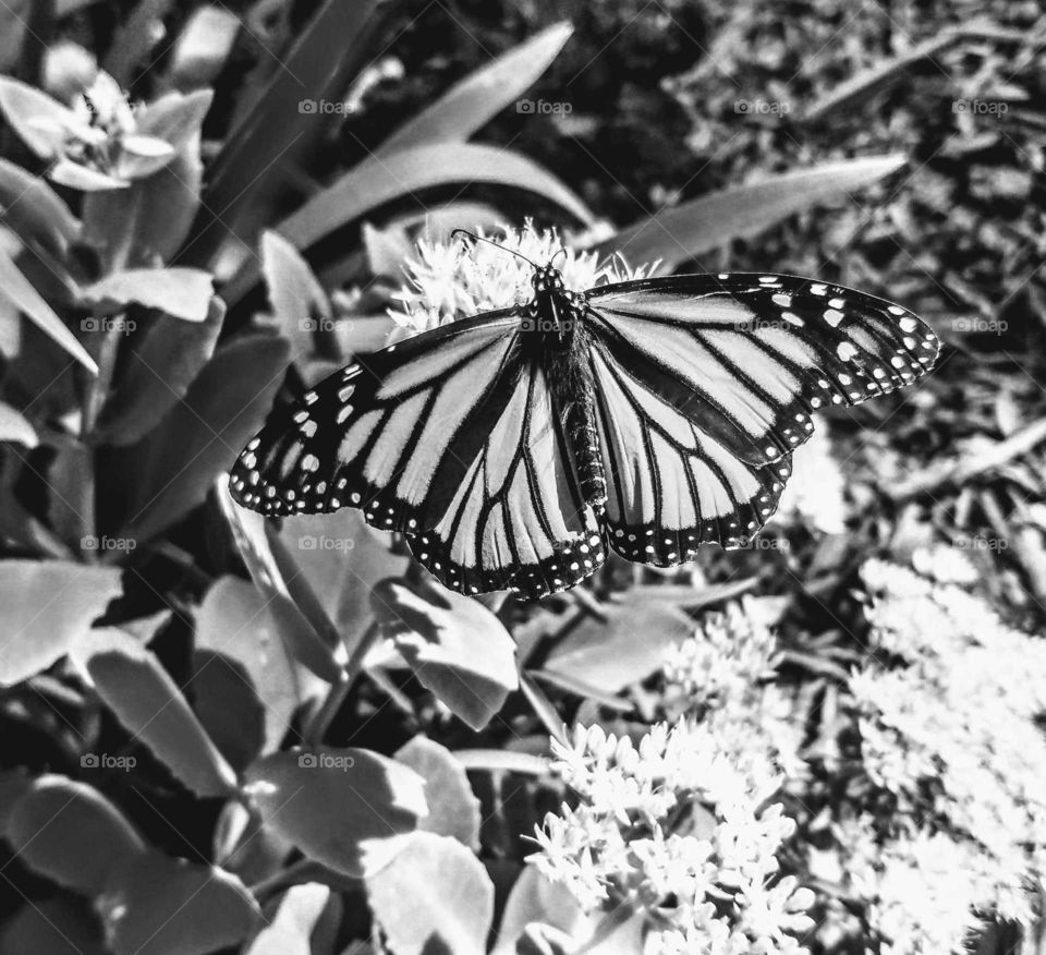 Black and white  Monarch Butterfly collectingwings opened in the sunshine