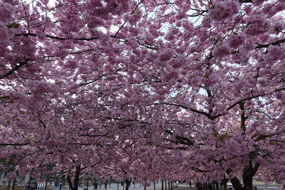 Cherry blossom. Pink flowers