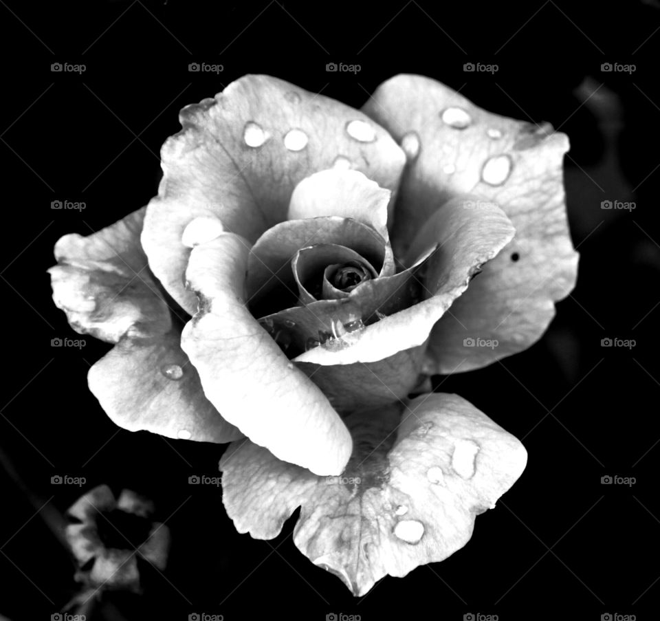 b&w rose