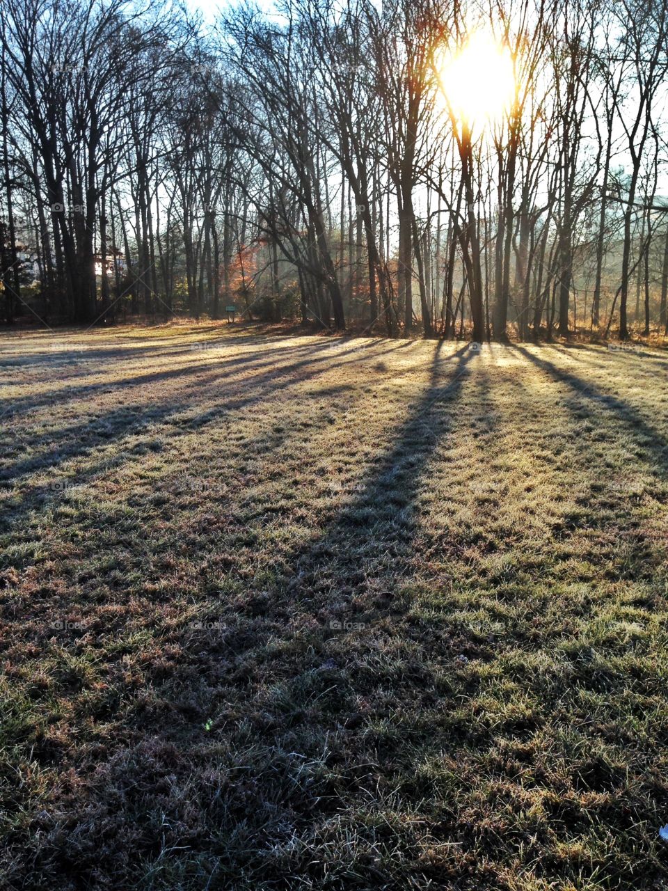 Frosty Morning 